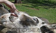 我是哺乳动物_450字