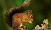 我喜欢的一种动物_650字