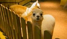 未来的动物_600字