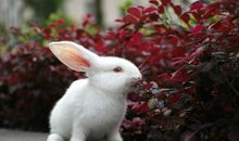 [PK赛]关于动物的作文∶可爱的小狗_250字