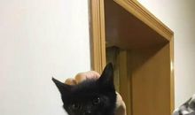 我的动物朋友--崽崽_1200字