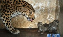 三只动物赛跑_550字