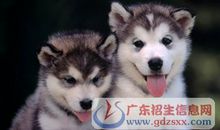 [PK赛]关于动物的作文∶可爱的小狗_350字