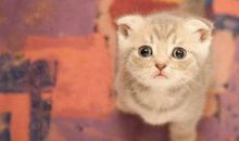 有趣的“动物家庭”_600字