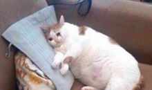 动物流泪了_450字