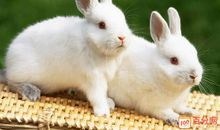 小动物的家_600字