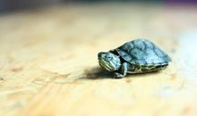 观察小乌龟_350字