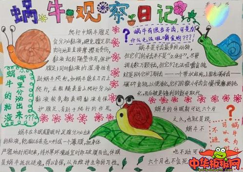 观察日记-snail_350字