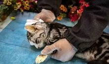 [PK赛]关于动物的作文：我的宠物——癞蛤蟆_350字