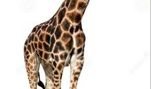 不可貌相的动物_600字