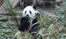 我喜欢的一种动物_350字