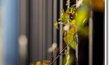 多少春意在严冬_700字