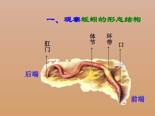观察400字