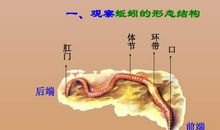 观察蚯蚓_400字