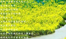 迷人的春天_700字