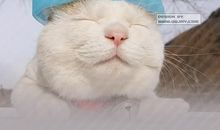 可爱的动物_550字