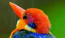 动物选美比赛_600字