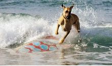 动物是人类的好朋友_550字