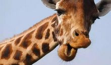 人与动物的区别_800字