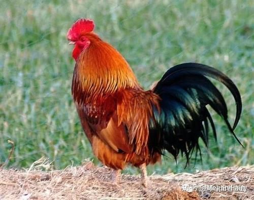 奶奶的“动物双沙” _600字