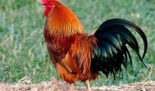 姥姥家的“动物双煞”_600字