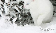 雪中的流浪猫_800字