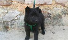 爷爷家的小狗_750字