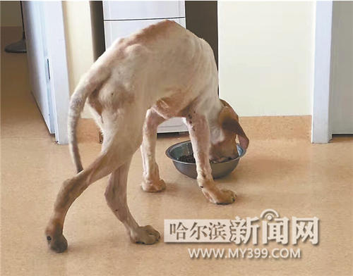 动物找到家_400个单词