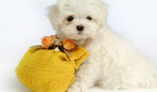 可爱的小狗_450字