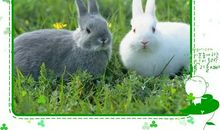 小灰兔和小白兔_1200字