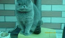 邻居家的小猫_400字