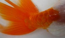 歪尾巴的小金鱼_450字