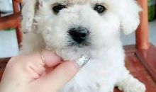 我的宠物狗_550字