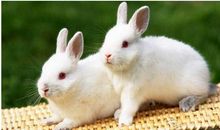 调到的小白兔_350字