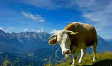 勤劳的“牛”_450字