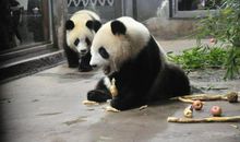 老家的动物_650字