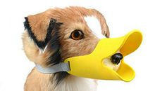 动物之间的情感_700字