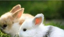 悲伤的动物们_200字