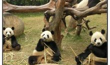 动物园游记_600字