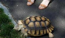 乌龟又“赢”了_800字