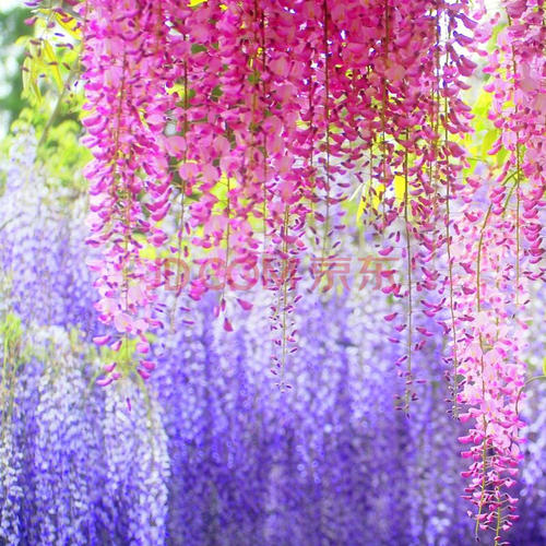 三年级的风景作品：紫藤花下的感动_900字