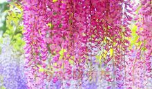 初三写景作文：紫藤萝花下的感动_900字