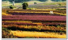 五彩缤纷的秋天（周一凡）_150字