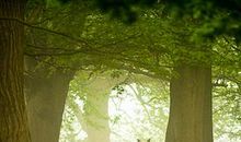 关于大自然的作文：倾听大自然_1200字