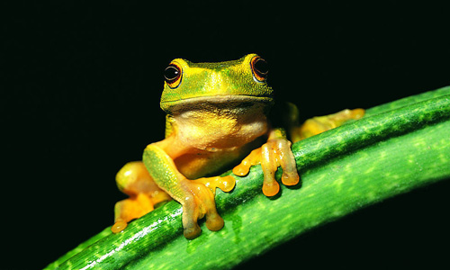 保护frog_450字