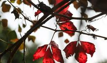 秋日的早晨_400字