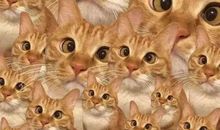 [2016期末征文]我的小兔——汤圆_700字