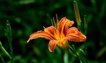 易安的黄花_1200字