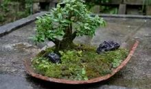 关于生命的作文：生命的碎片_650字