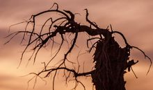 生命的诠释_700字